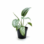Potted Monstera Siltepecana plant with green leaves on a white background