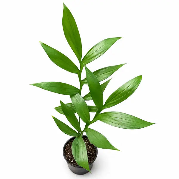 Monstera Subpinnata