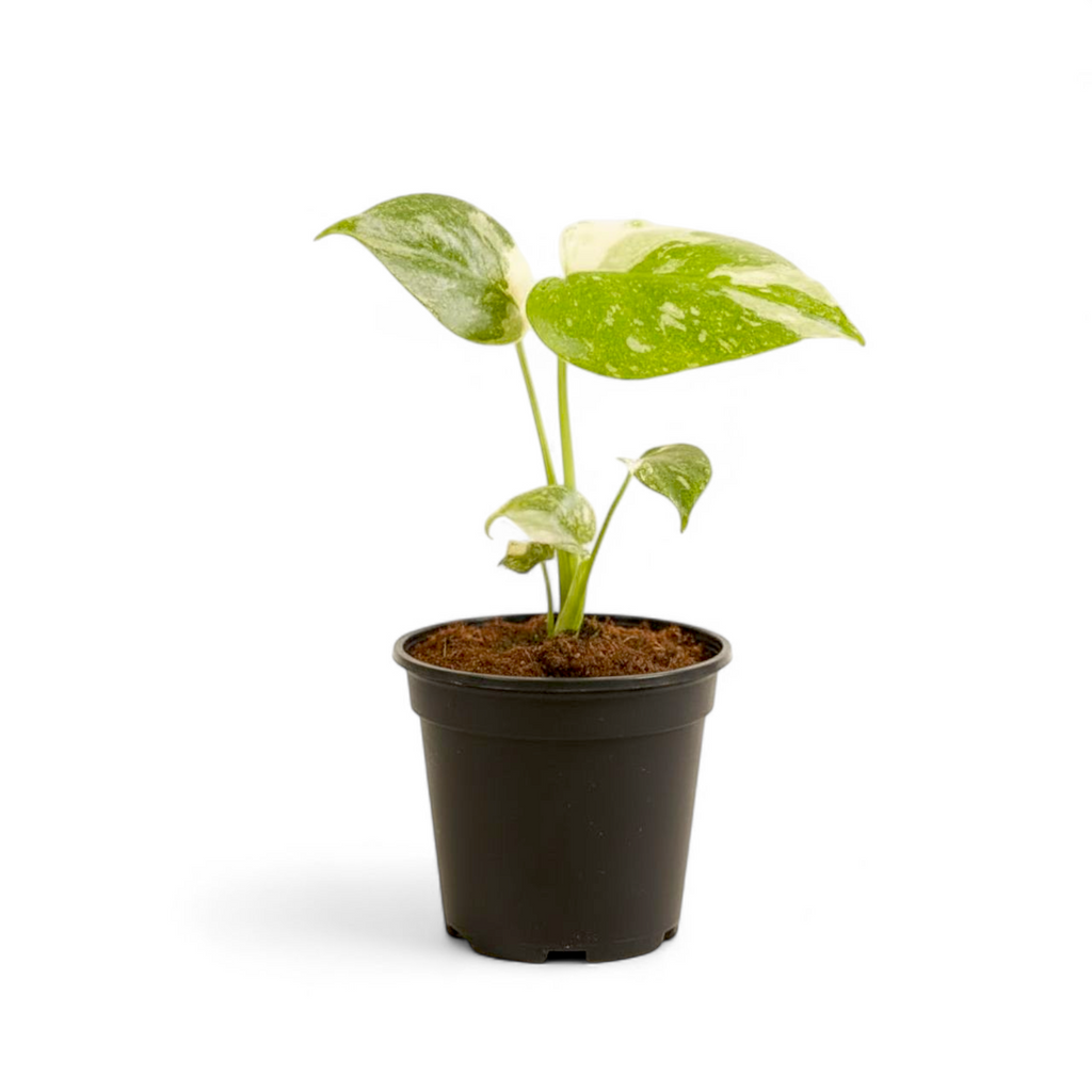 Potted Monstera Thai Constellation - Small plant with green leaves on a white background