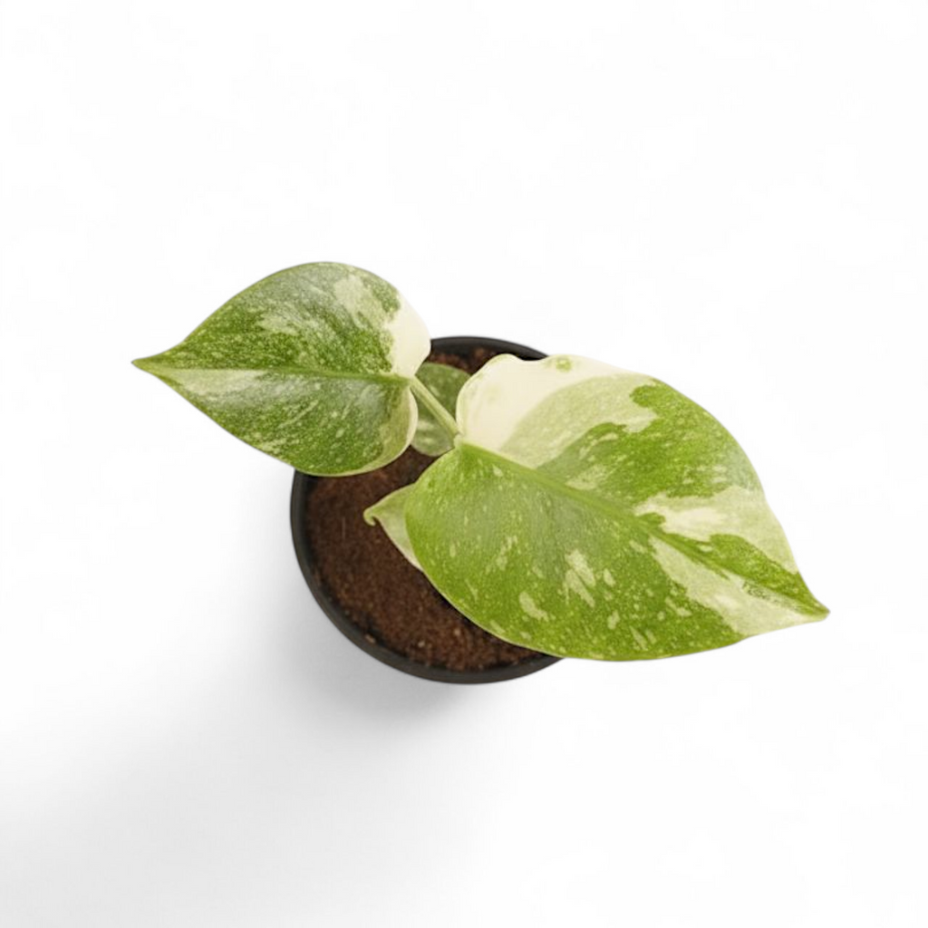 Small potted plant with green and white leaves on a white background