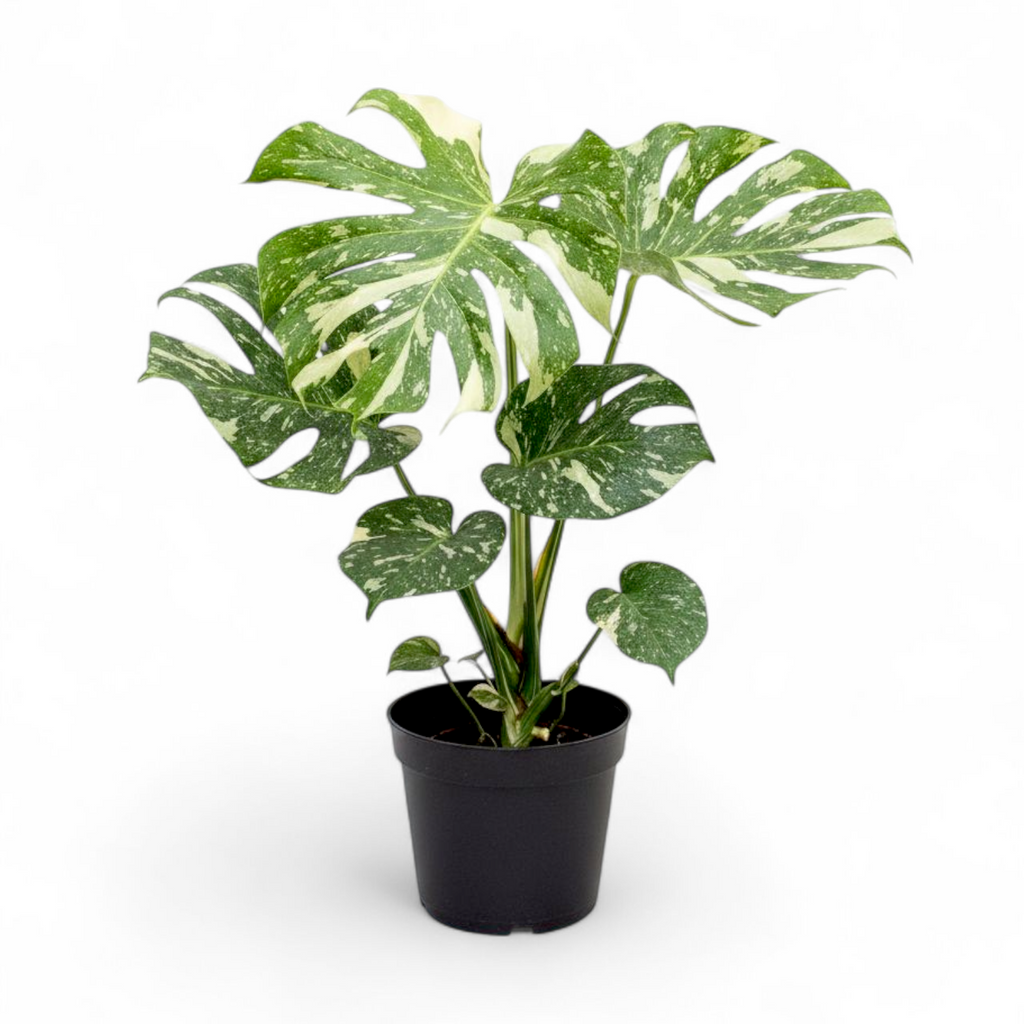 Monstera Thai Constellation Large Size