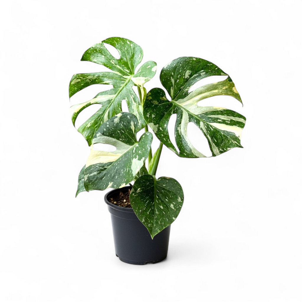 Monstera Thai Constellation Medium Size