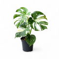 Monstera Thai Constellation Medium Size