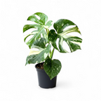 Monstera Thai Constellation Medium Size
