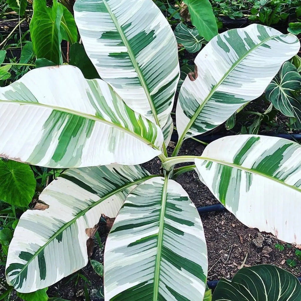variegated banana plant seeds White Variegated Banana Plant (Musa 'Florida')