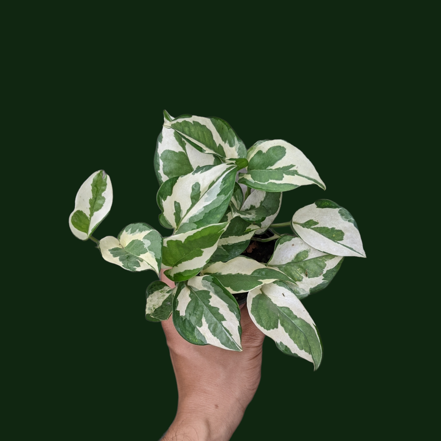 Money Plant 'N'Joy' - Foliage - Soiled
