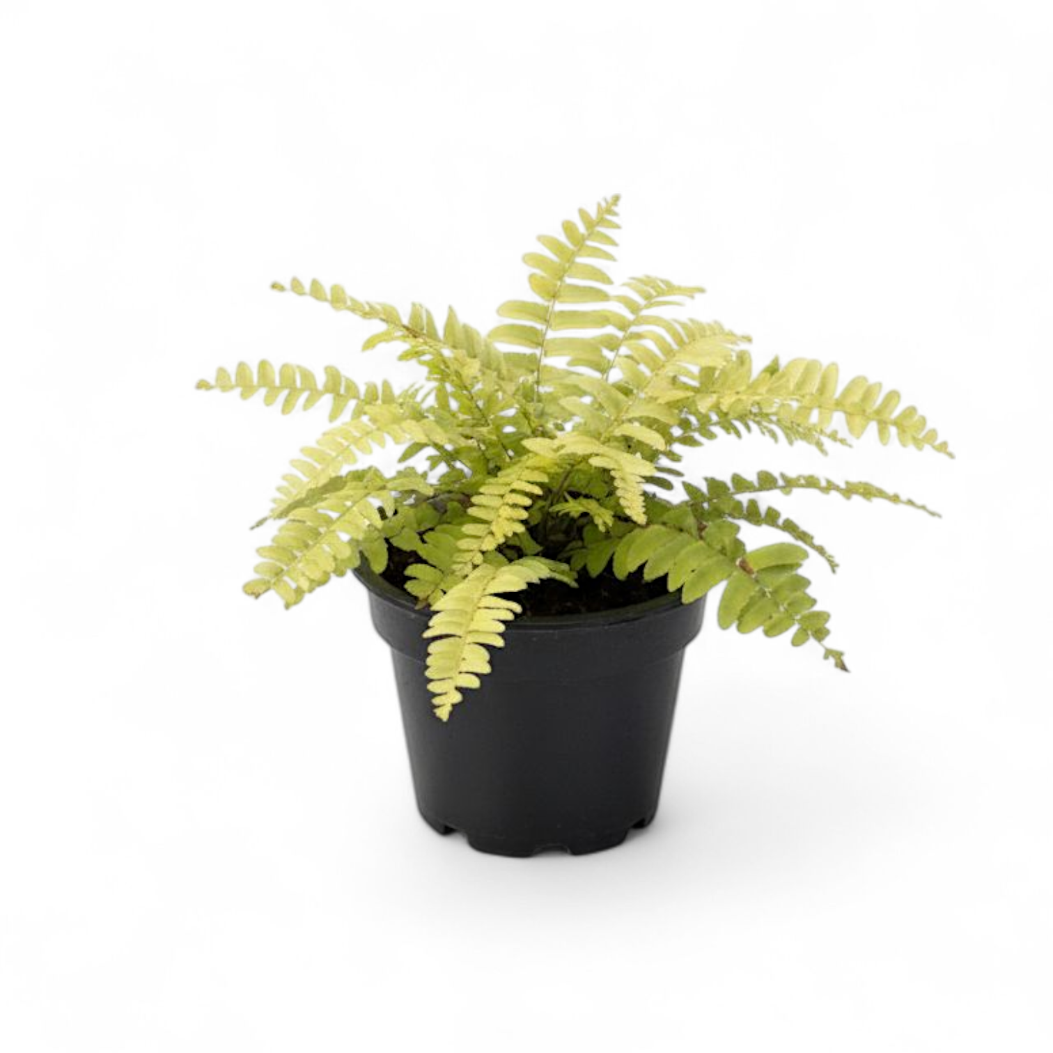 Potted fern plant on a white background