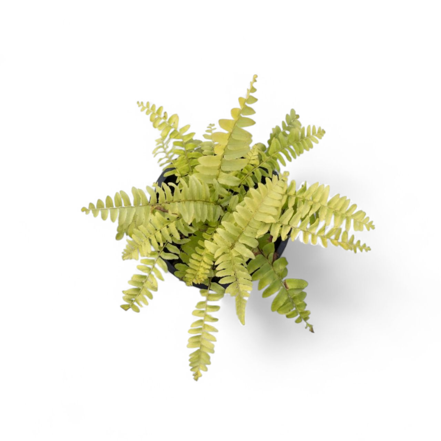 Nephrolepis Exaltata ‘Blonde’ (Blonde Fern)