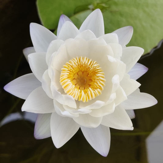Nymphaea 'Mermaid'  Australian Water Lily