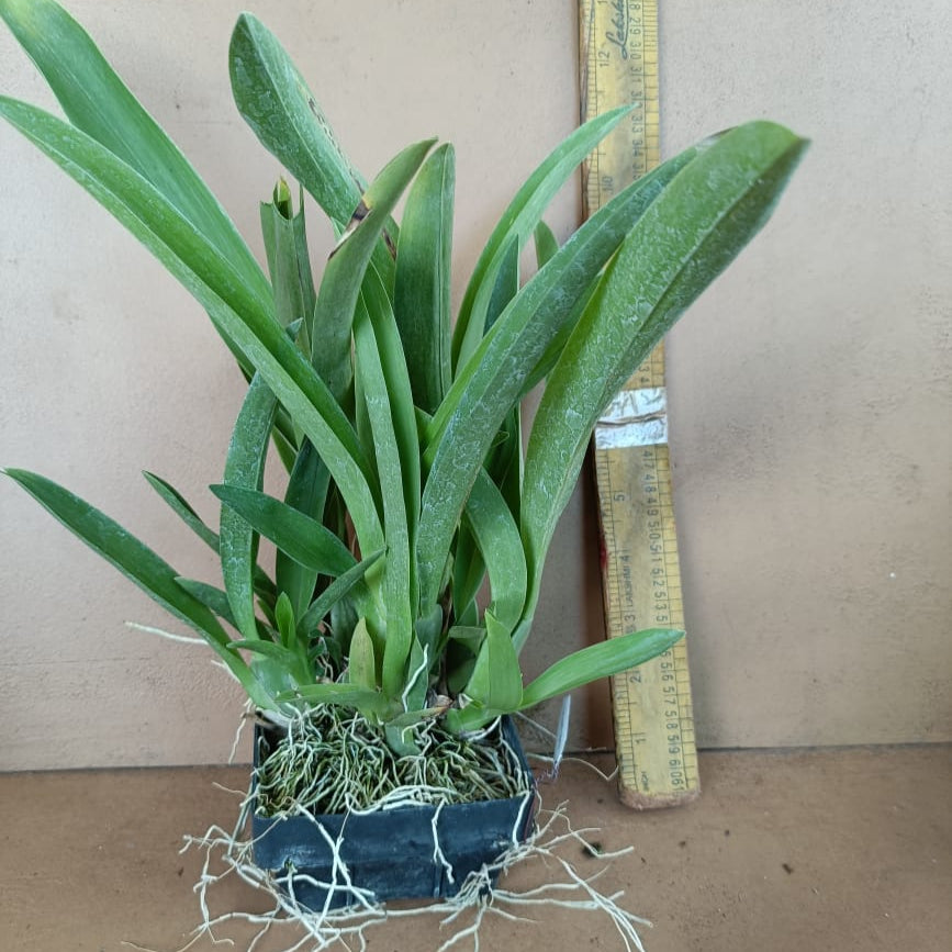 Oncidium Jairak Fragrance