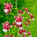 Oncidium Jairak Fragrance - Orchid - Soiled