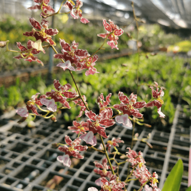 Oncidium Jairak Fragrance