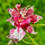 Oncidium Jairak Fragrance - Orchid - Soiled