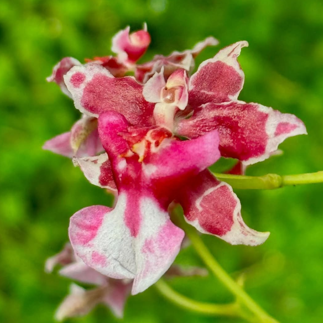 Oncidium Jairak Fragrance 3