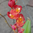 Oncidium 'Lava Burst' - Orchid - Soiled