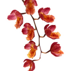 Oncidium 'Lava Burst' - Orchid - Soiled