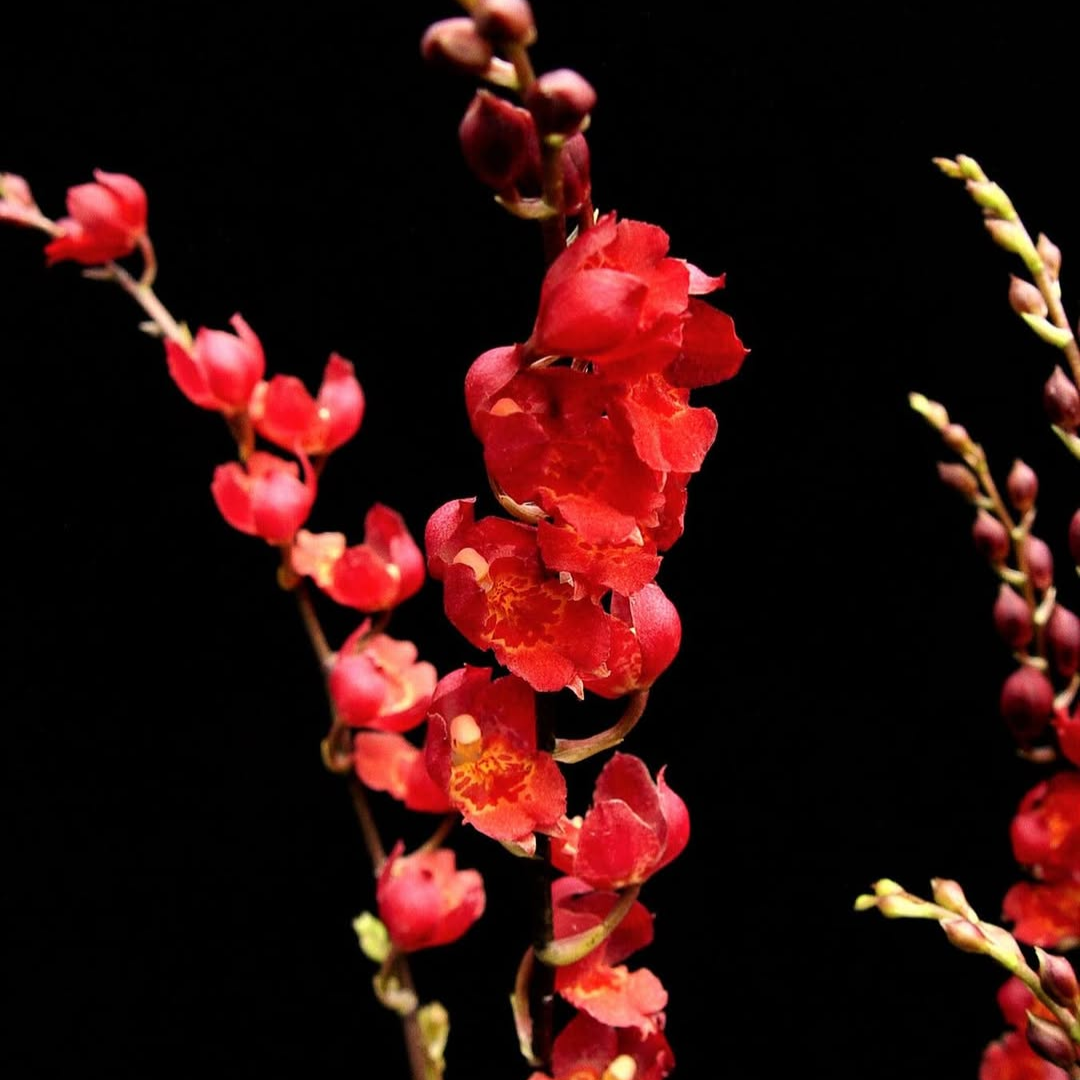 Oncidium 'Lava Burst' - Orchid - Soiled