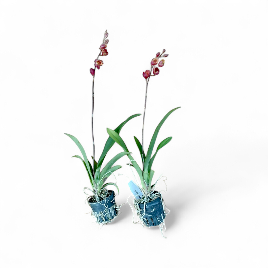Oncidium 'Lava Burst' - Orchid - Soiled