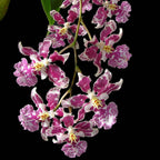 Oncidium Nanboh Waltz (Large) - Orchid - Soiled