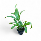 Oncidium Nanboh Waltz (Large) - Orchid - Soiled