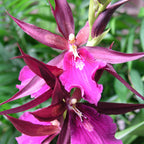 Oncidium Royal Robe - Orchid - Soiled