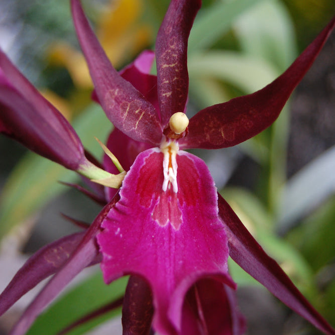 Oncidium Royal Robe Soiled India
