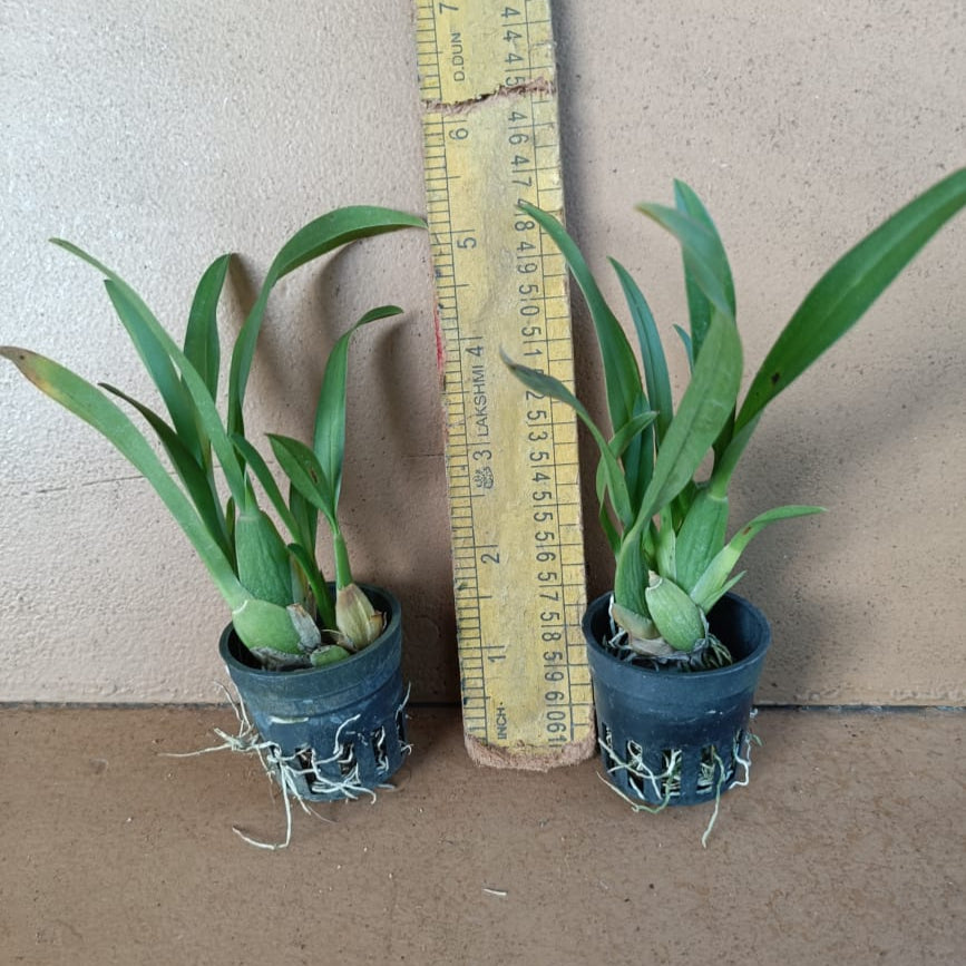 Oncidium Royal Robe Soiled India plant size