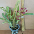 Oncidium Sharry Baby (Sweet Fragrance) - Orchid - Soiled