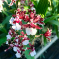 Oncidium Sharry Baby (Sweet Fragrance) - Orchid - Soiled