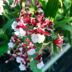 Oncidium Sharry Baby (Sweet Fragrance) - Orchid - Soiled