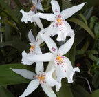 Oncidium 'White Fairy' - Orchid - Soiled