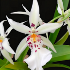 Oncidium 'White Fairy' - Orchid - Soiled