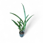 Oncidium 'White Fairy' - Orchid - Soiled