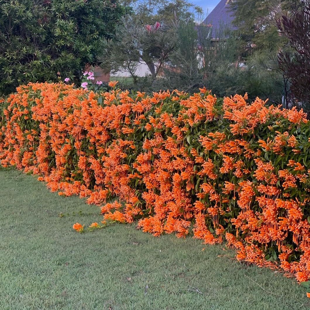 Orange Flame Vine (Pyrostegia Venusta) creeper grwing on a wall in India