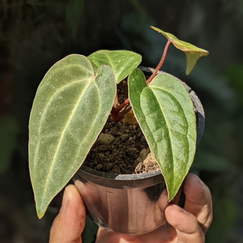 anthurium magnificum x besseae aff Anthurium Magnificum x Besseae