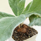 Sinningia leucotricha (Brazilian Edelweiss) - Caudex Plant - Soiled
