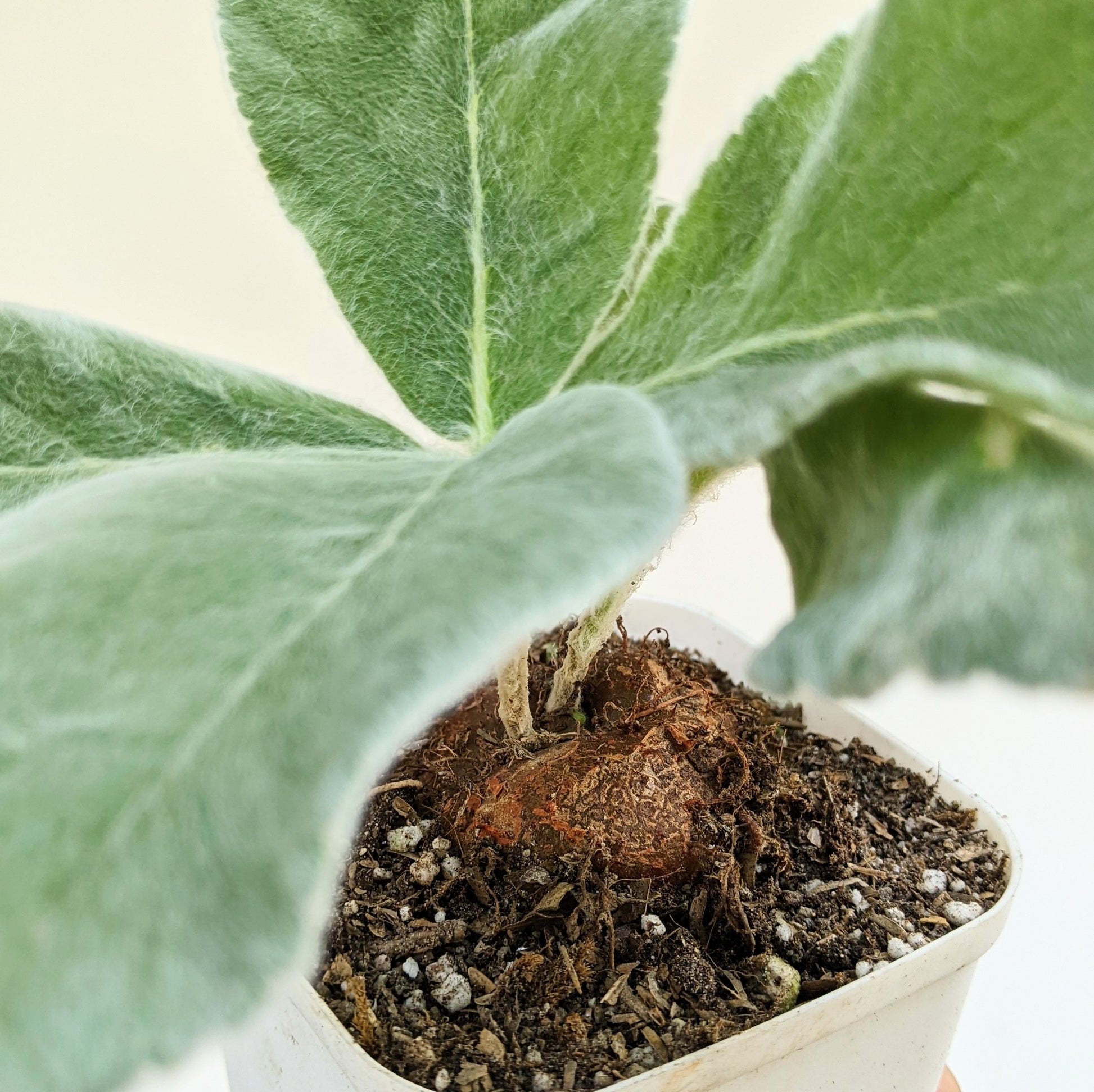 Sinningia leucotricha (Brazilian Edelweiss) - Caudex Plant - Soiled