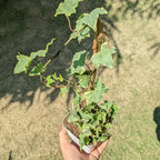Variegated English Ivy (Hedera Helix) - Ivy - Soiled