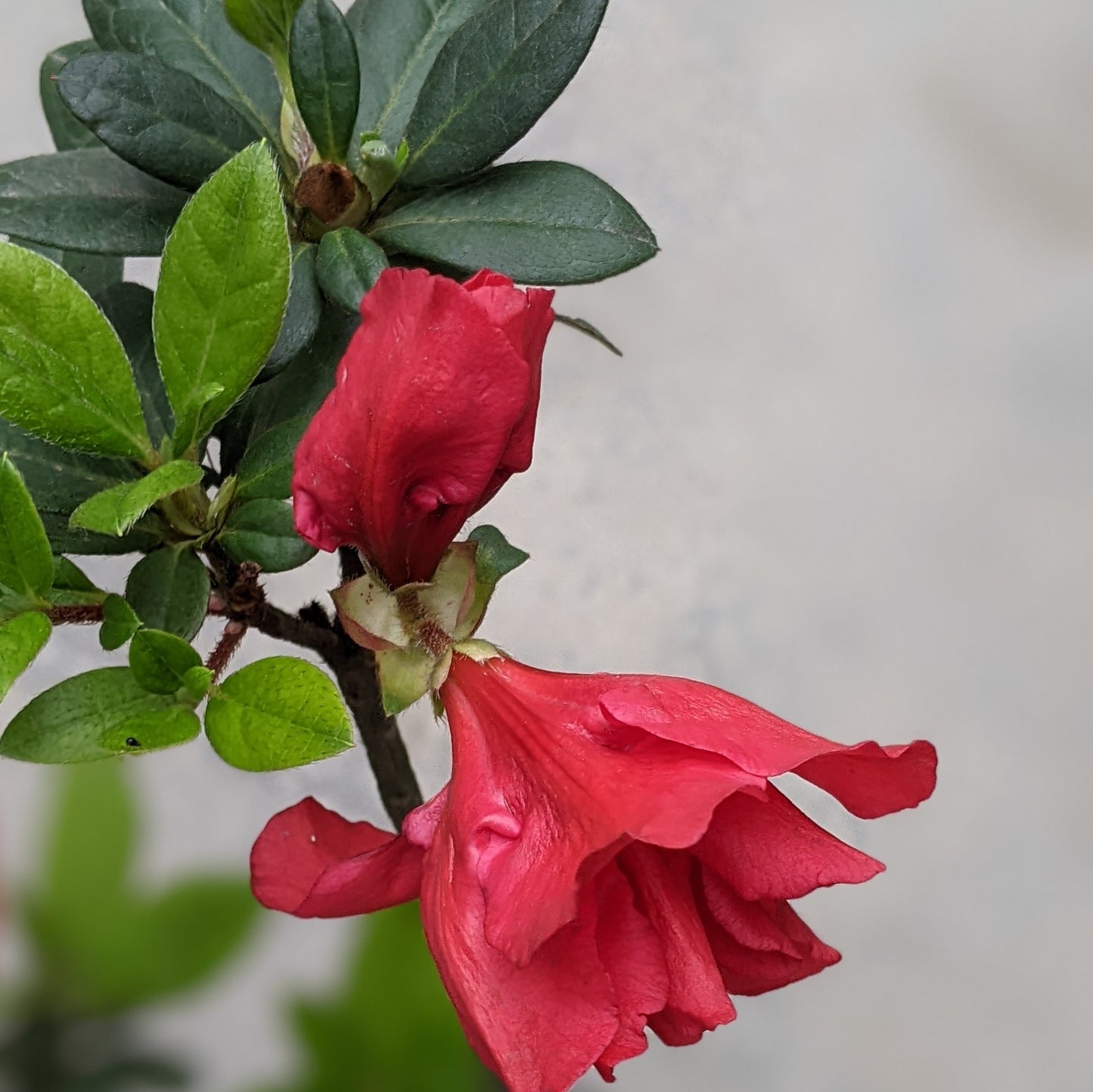 Azalea Red Ruffle Belgian (Rhododendron) - Soiled