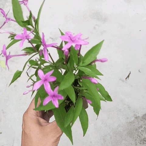 Shooting Star Flower (Pseuderanthemum Laxiflorum) - Flowering Plant | Soiled