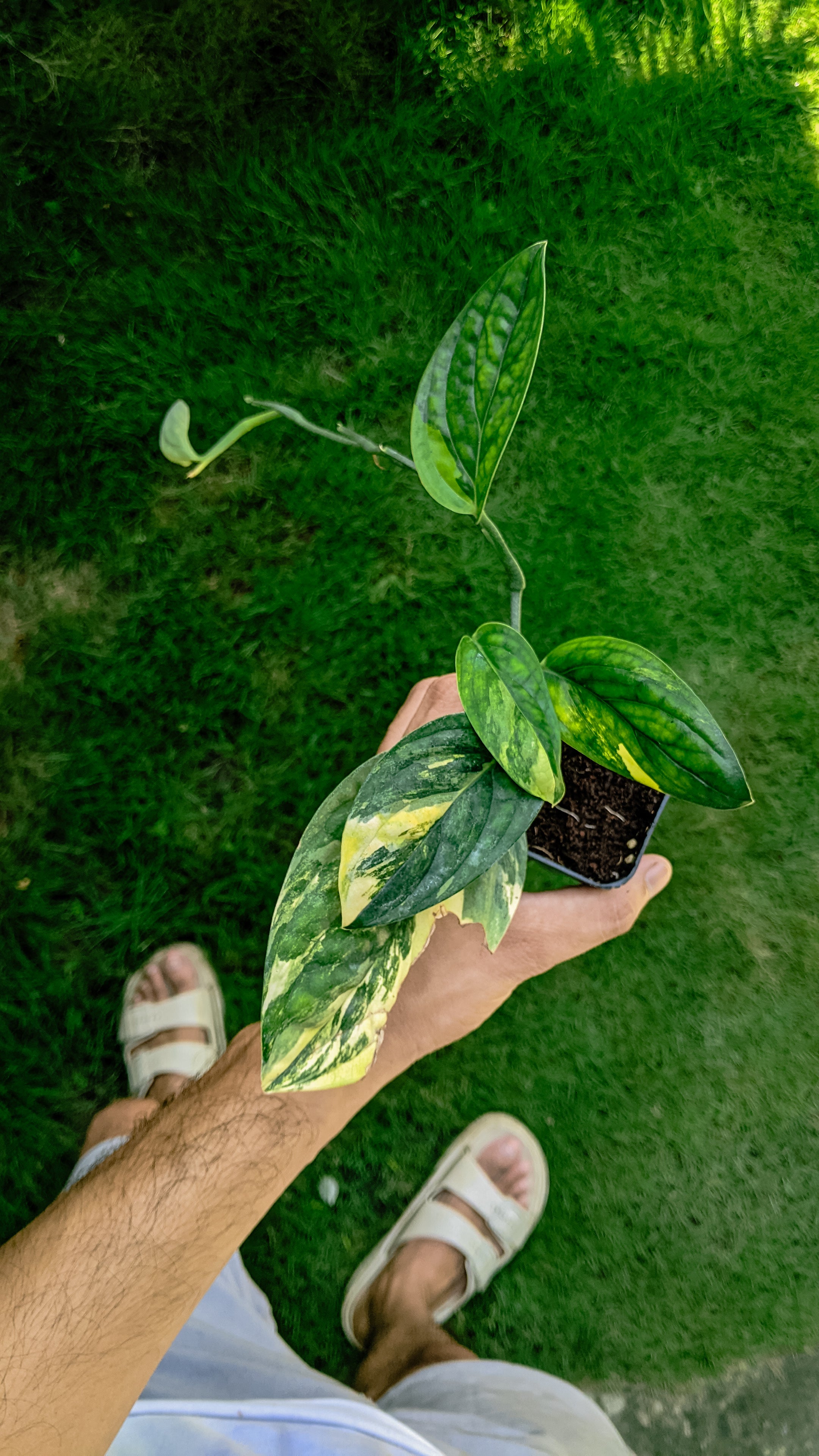 Monstera Peru Variegated - Monstera - Soiled