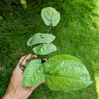 Amydrium Medium - Amydrium - Soiled