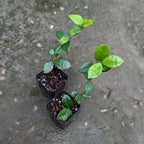 Star Jasmine Plant (Trachelospermum Jasminoides) - Jasmine | Soiled