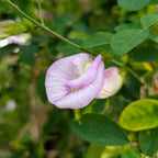 Pink Aparajita Flower Seeds (Clitoria Ternatea) - Seed - Soiled