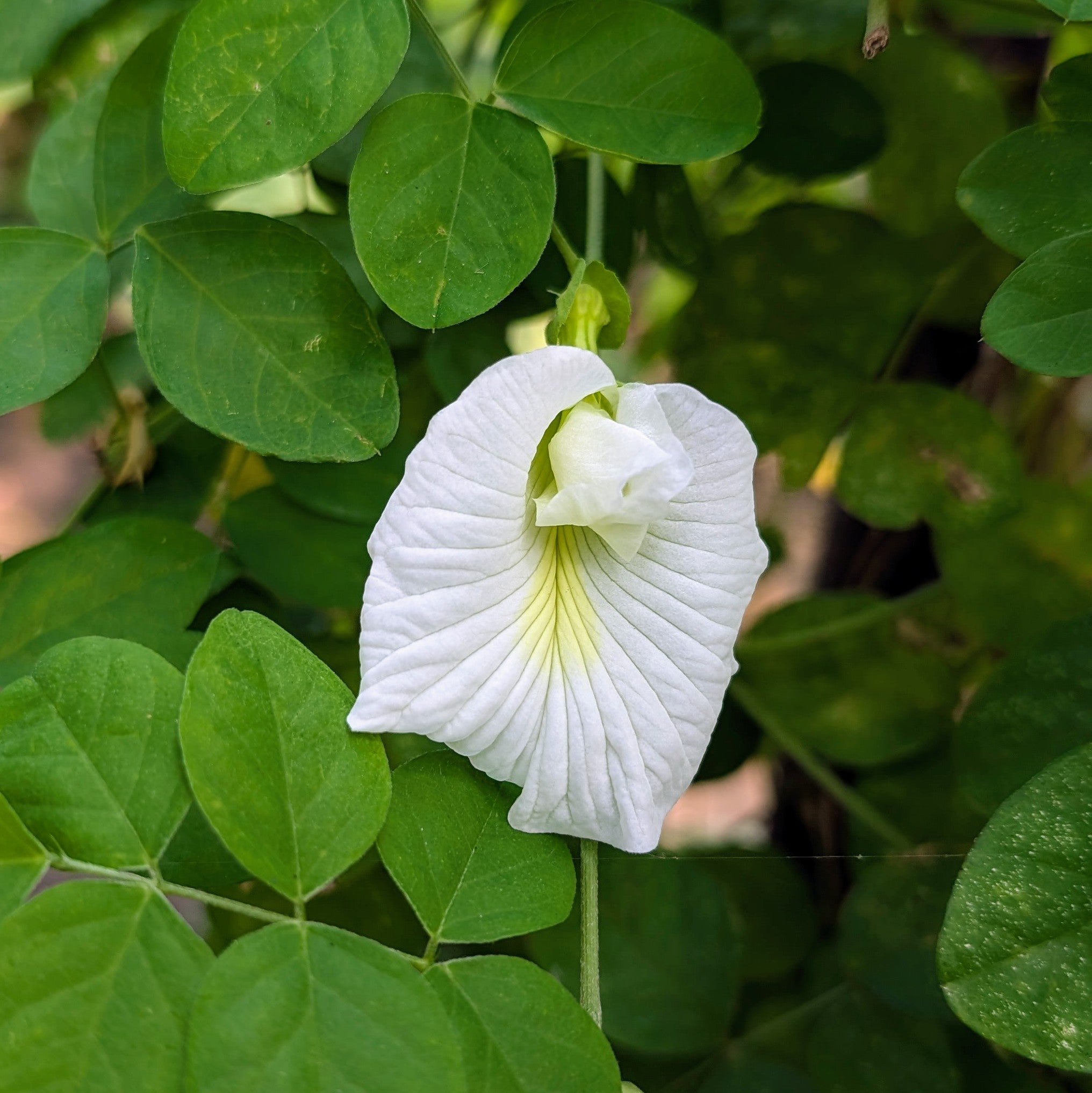 White Aparajita Flower Seeds (Clitoria Ternatea) - Seed - Soiled