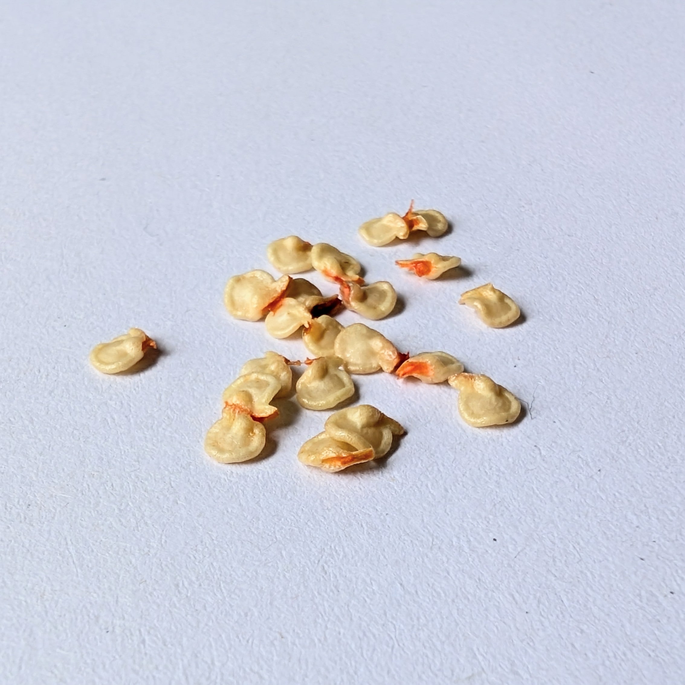 Naga Chilli Seeds (Ghost Pepper) - Seed | Soiled