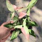 Syngonium Pink Salmon - Syngonium - Soiled