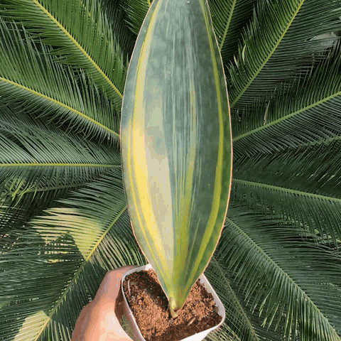 Sansevieria Masoniana 'Variegata' - Indoor & Outdoor Plants - Soiled