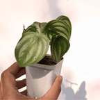 Watermelon Peperomia (Peperomia argyreia) - Indoor & Outdoor Plants - Soiled