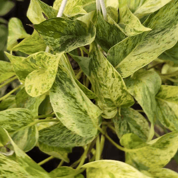 Money Plant 'Marble Queen'